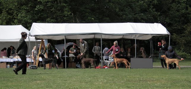 Výsledky Klubová výstava Červený Hrádek 29.5.2022